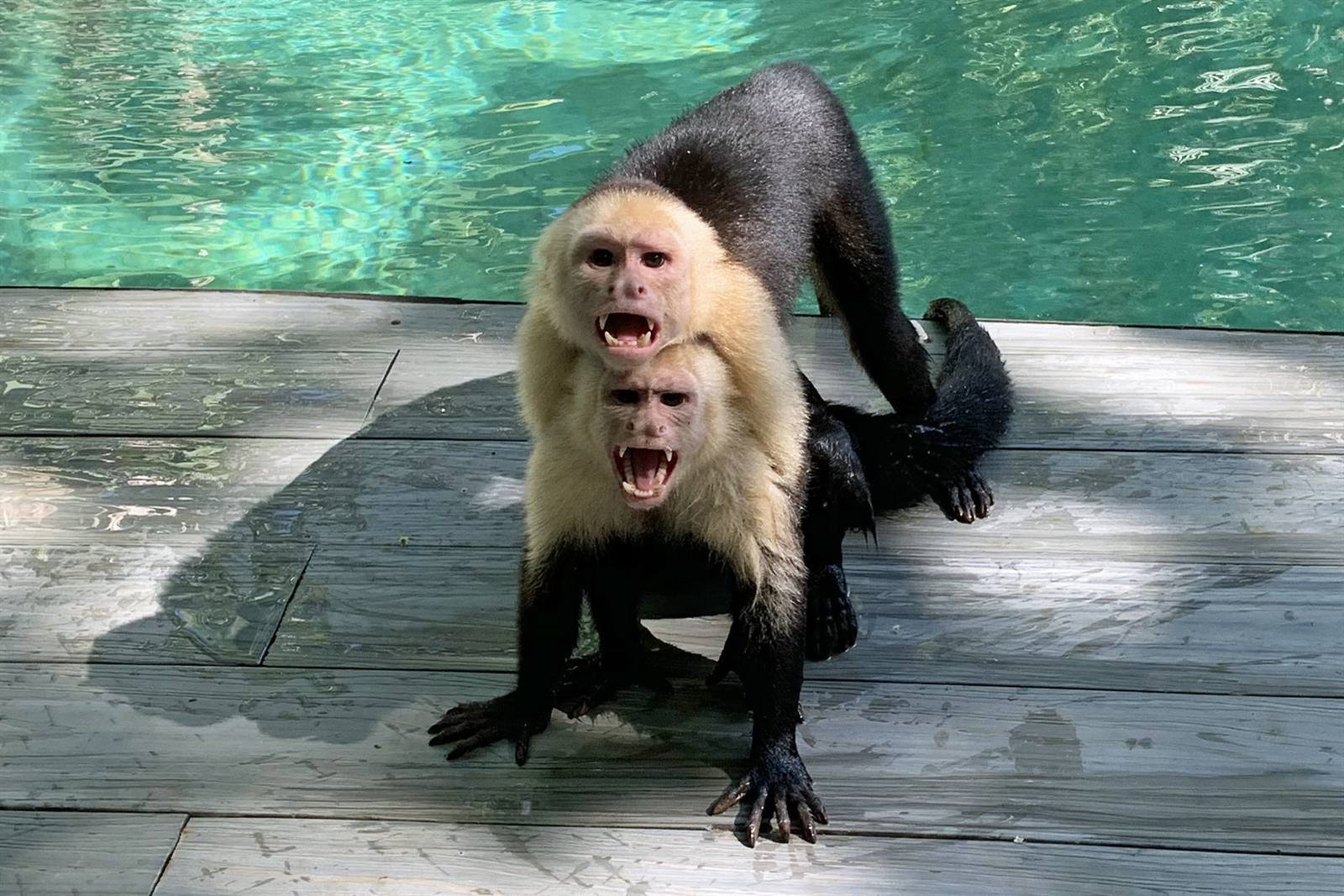 Monkeys, sloths and more